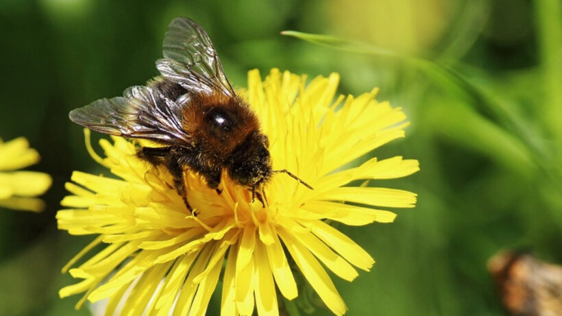 Wearables vs allergies: Can technology make a difference yet?