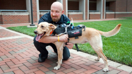 Wearable tech lets you talk to your dog Wearable tech lets you talk to your dog