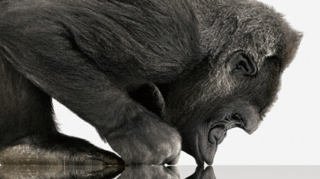 Gorilla Glass SR+ will keep our wearables safe, but will it make Apple Watch 2? Gorilla Glass SR+ will keep our wearables safe, but will it make Apple Watch 2?