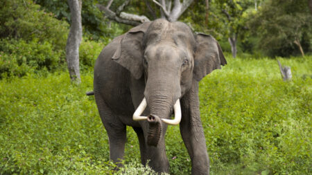 Fitness trackers are being used to study how elephants sleep Fitness trackers are being used to study how elephants sleep