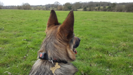 Living with pet wearables: Top trot tracking or barking up the wrong tree? Living with pet wearables: Top trot tracking or barking up the wrong tree?