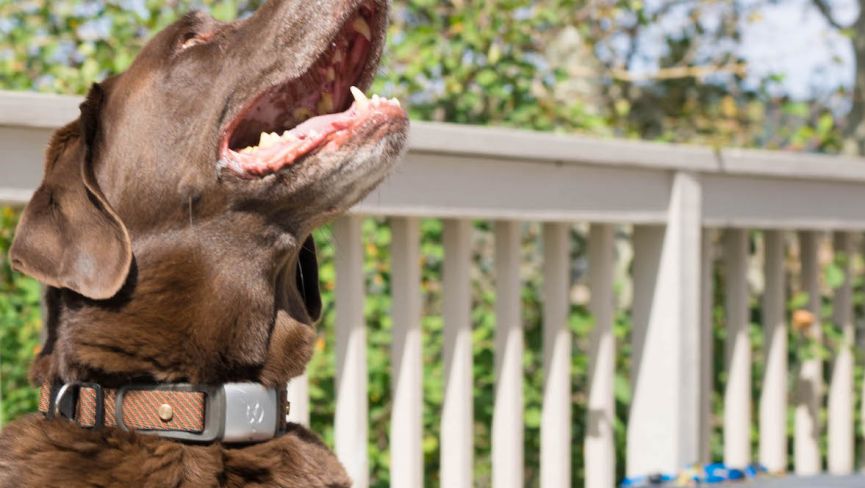 Waggit's smart collar could one day help save dogs from cancer