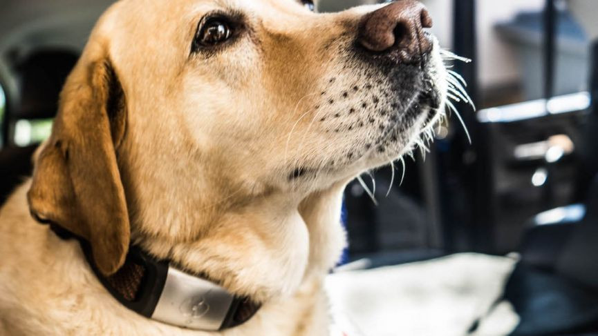 Waggit's smart collar could one day help save dogs from cancer