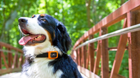 Motorola unveils Scout Traks to help you keep an eye on your dog Motorola unveils Scout Traks to help you keep an eye on your dog