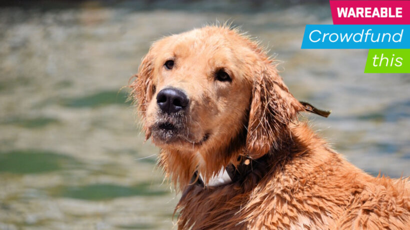 Waggit’s smart collar could one day help save dogs from cancer