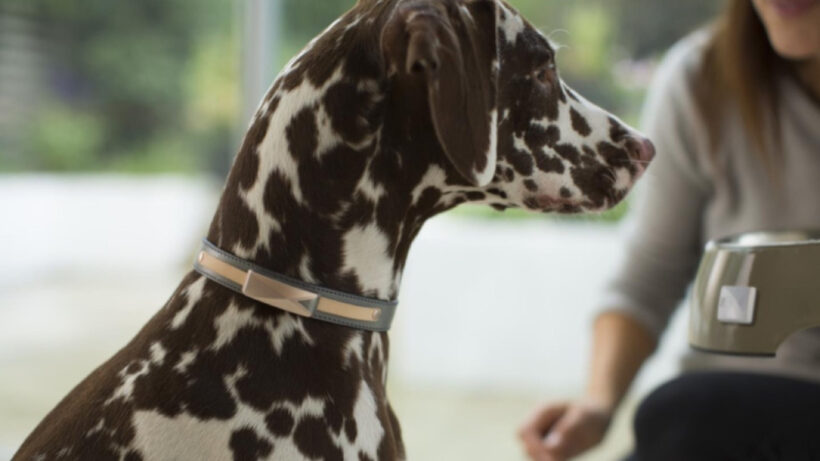 Felcana’s connected collar tracks the health and behaviour of your pet