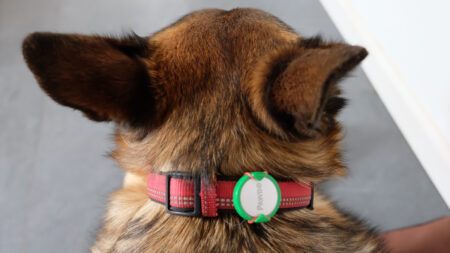 Pawbo iPuppyGo review Pawbo iPuppyGo review