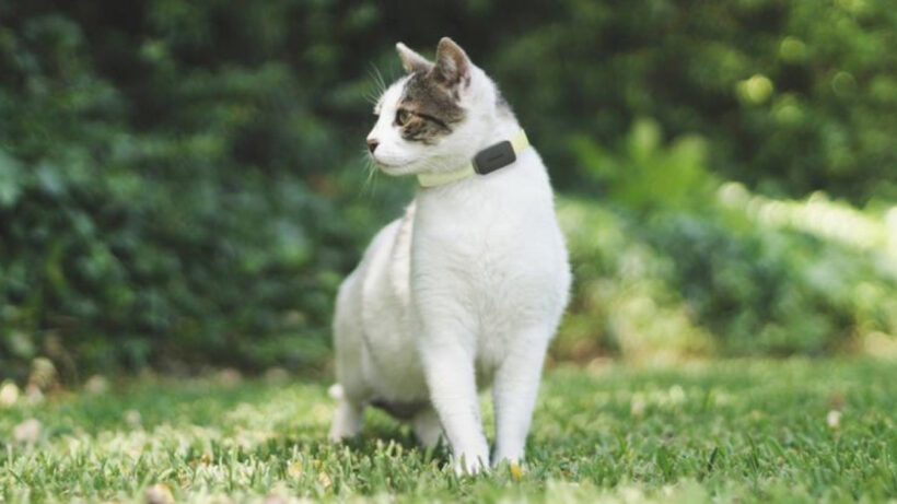 Invoxia and Wamiz team up on a wearable pet tracker for cats and dogs
