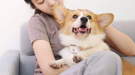 Forget trackers for humans, Xiaomi’s PetBit will keep an eye on your pet Forget trackers for humans, Xiaomi's PetBit will keep an eye on your pet
