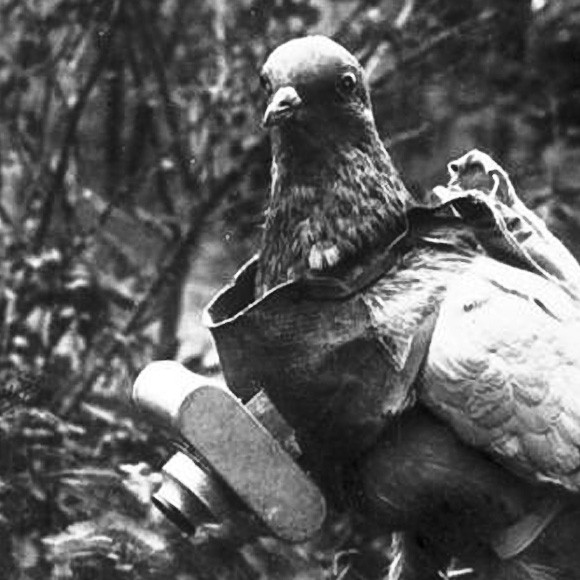 3-pigeon-1416576805-mNbF-column-width-inline